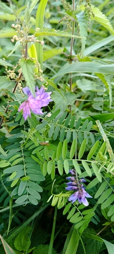 tufted vetch