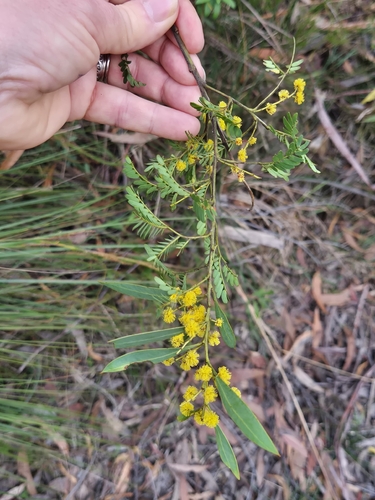 Acacia rubida, 2026-08-23