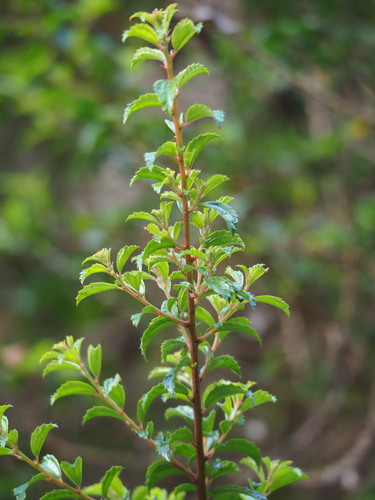 Pouzolzia sanguinea, photograph 2