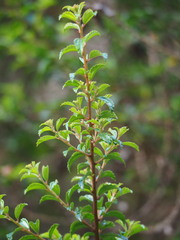 Pouzolzia sanguinea, photograph author not stated, no rights reserved