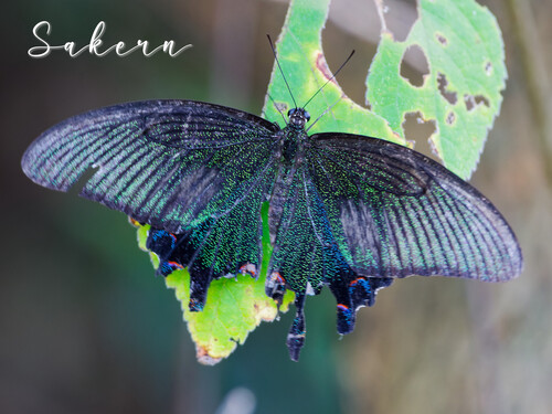 Chinese Peacock Swallowtail