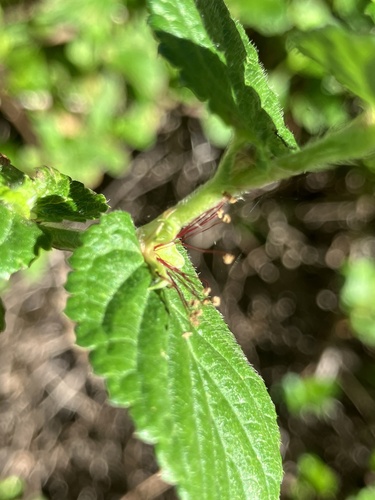 Cliffortia odorata