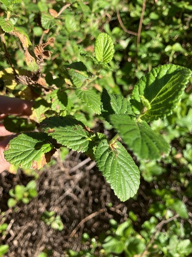 Cliffortia odorata, photograph 3