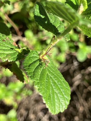 Cliffortia odorata, photograph 2