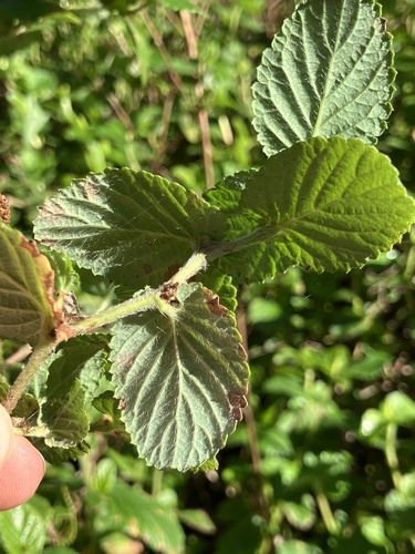 Cliffortia odorata, photograph 4