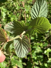 Cliffortia odorata, photograph (c) Kobus Meyer, some rights reserved (CC BY)
