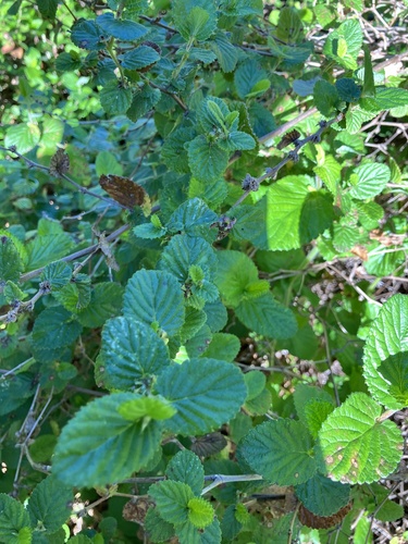 Cliffortia odorata, photograph 5
