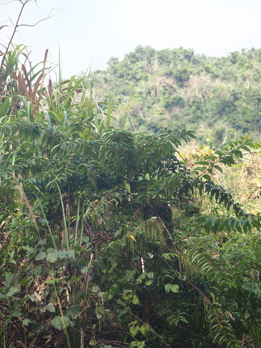 Stachyurus himalaicus, photograph 1