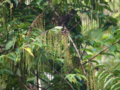 Stachyurus himalaicus
