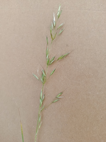 tall oat grass