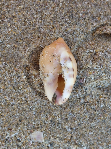 Semicassis zeylanica observed 2026-08-23