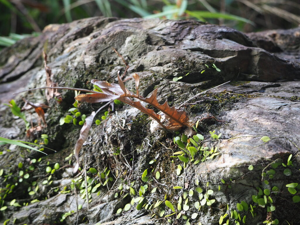 Drynaria coronans; photograph author not stated, no rights reserved