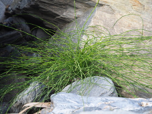Equisetum ramosissimum, photograph 4