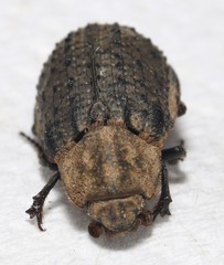Trox capillaris
