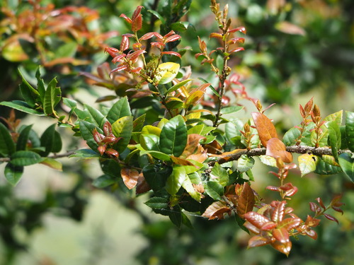 Quercus tarokoensis, photograph 1
