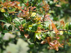 author not stated, no rights reserved Quercus tarokoensis, photograph author not stated, no rights reserved