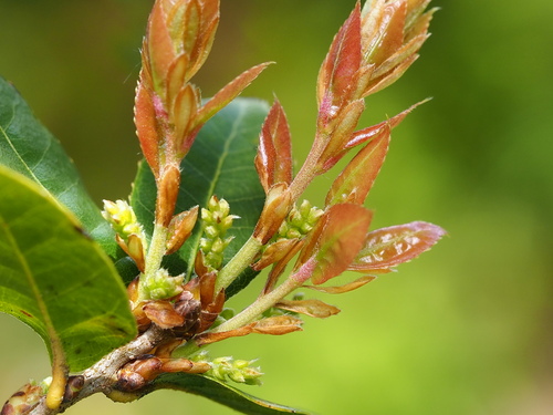 Quercus tarokoensis, photograph 3