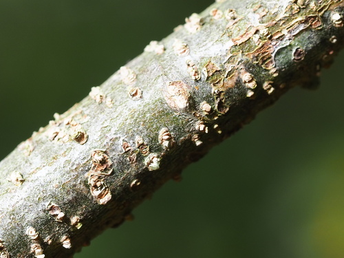 Quercus tarokoensis, photograph 2