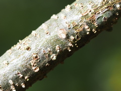 author not stated, no rights reserved Quercus tarokoensis, photograph author not stated, no rights reserved