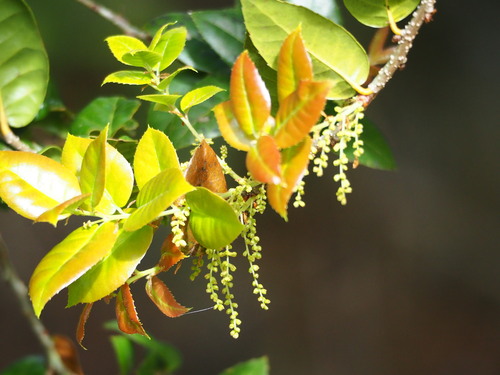 Quercus tarokoensis, photograph 6