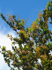 author not stated, no rights reserved Quercus tarokoensis, photograph author not stated, no rights reserved