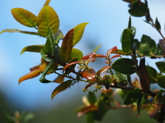 author not stated, no rights reserved Quercus tarokoensis, photograph author not stated, no rights reserved