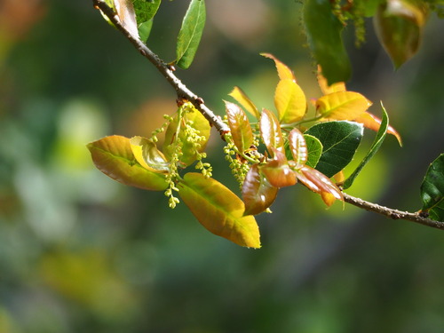 Taroko Oak (Quercus tarokoensis)