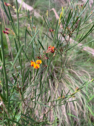 narrow-leaf bitter-pea