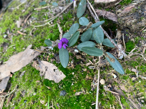 common hovea