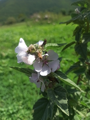 marsh mallow