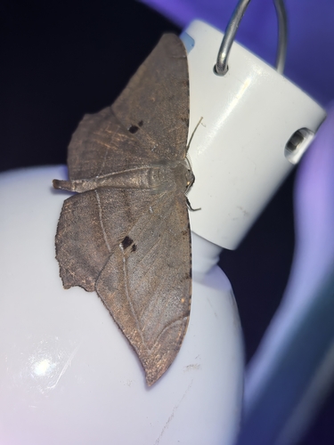 Dalima schistacearia