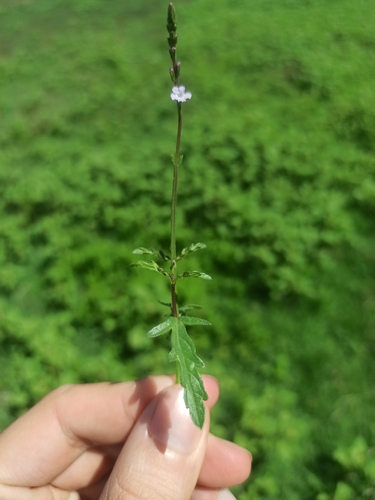 Common vervain