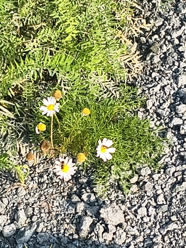 scentless mayweed