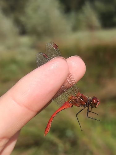 Ruddy Darter