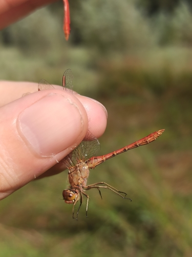 Southern Darter
