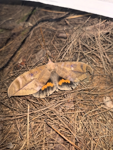 Phyllodes eyndhovii