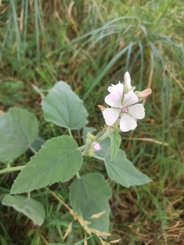 marsh mallow