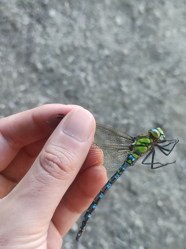 Southern Hawker