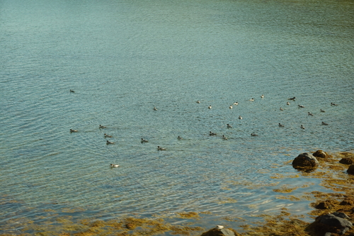 Red-breasted Merganser