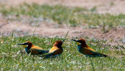 European Bee-eater