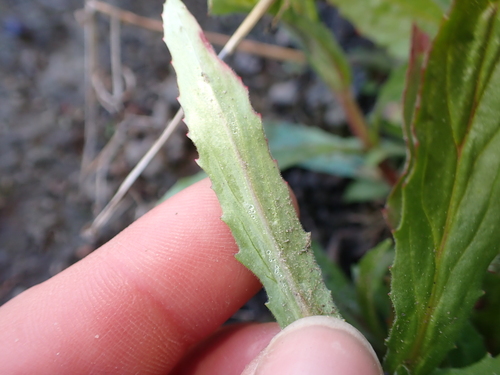 Epilobium hirtigerum, photograph 5