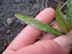Epilobium hirtigerum, photograph (c) Liadan Dickie, some rights reserved (CC BY)