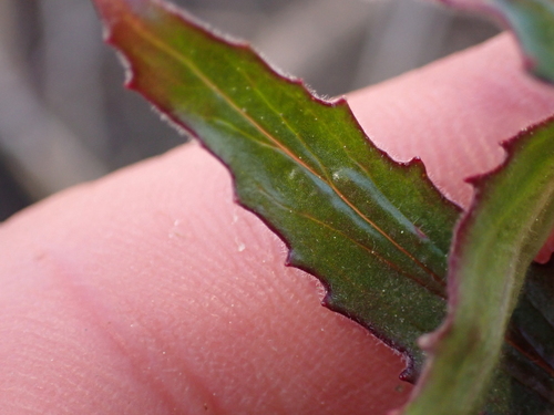Epilobium hirtigerum, photograph 6