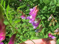 Lathyrus polyphyllus