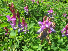 Lathyrus polyphyllus