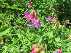 Lathyrus polyphyllus