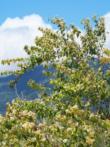 Viburnum luzonicum, photograph 4
