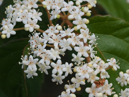 Viburnum luzonicum, photograph 6