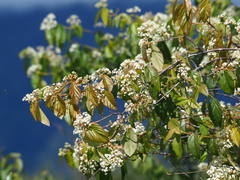 Viburnum luzonicum, photograph author not stated, no rights reserved