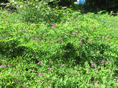 Lathyrus polyphyllus